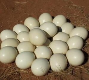 Ostrich Eggs