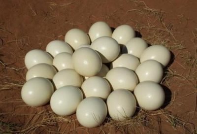 ostrich eggs brkelgmbh